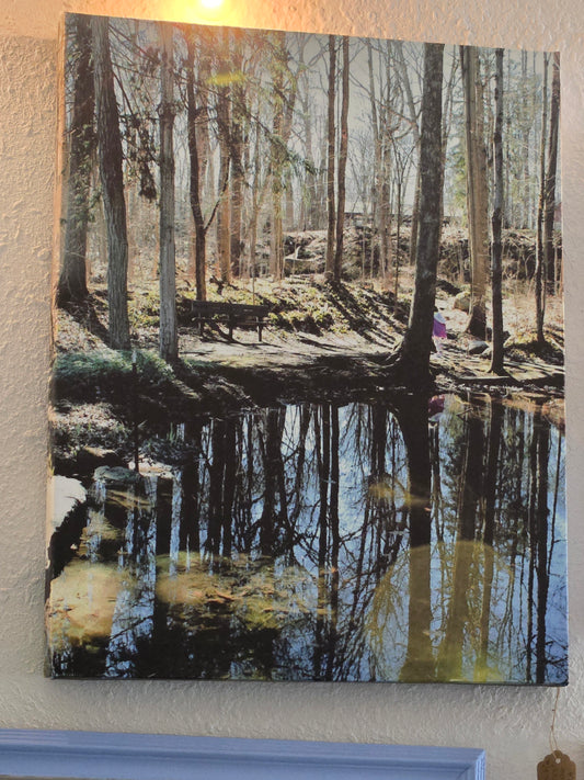 Reflections in the forest