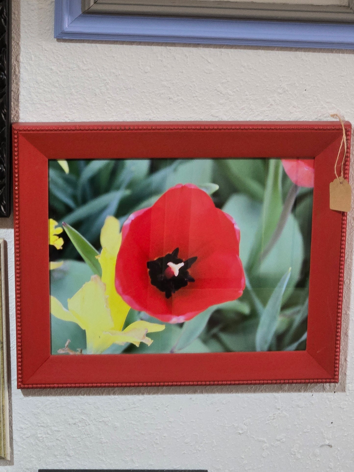 Wild tulip